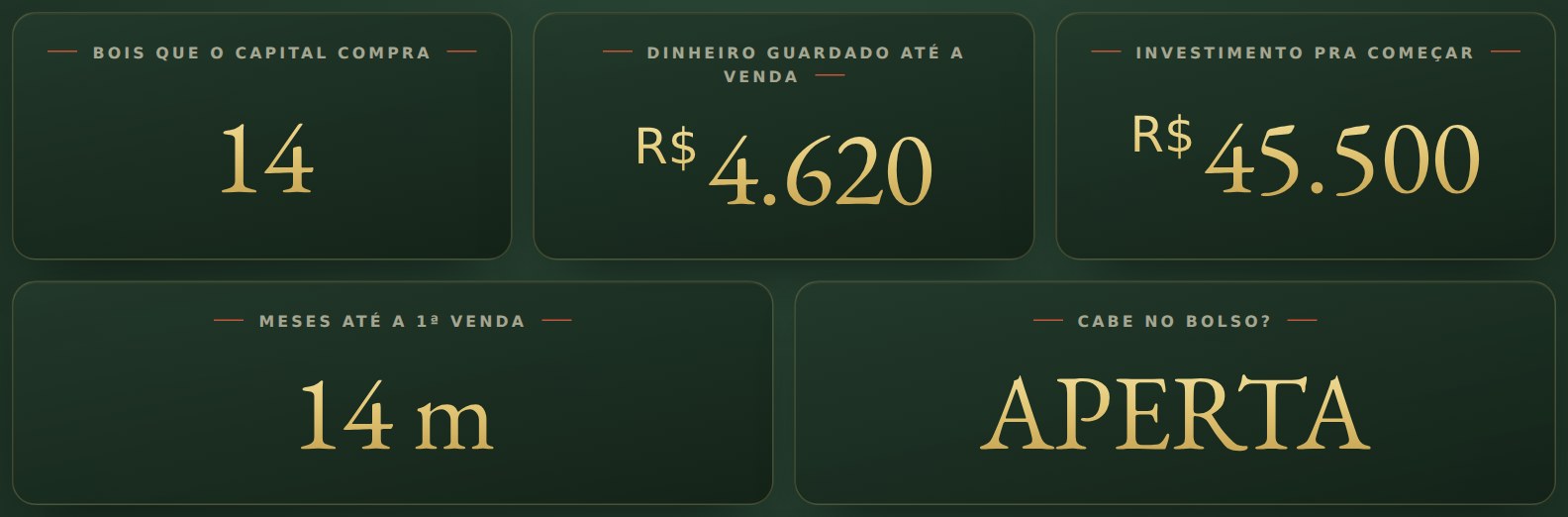Começar do zero: quantos bois o seu dinheiro compra e se cabe no bolso