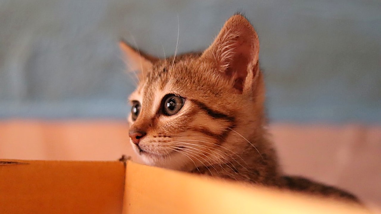5 dicas reais sobre gato filhote que funcionam na prática