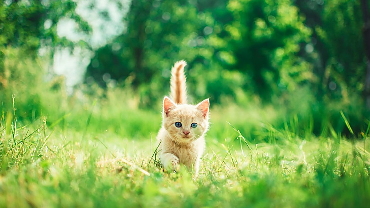 5 dicas reais para cuidar de gato filhote que realmente funcionam
