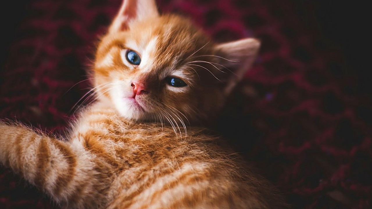 Descubra os 5 maiores erros sobre caixa de areia de gato, evite xixi fora do lugar e saiba quando procurar ajuda…