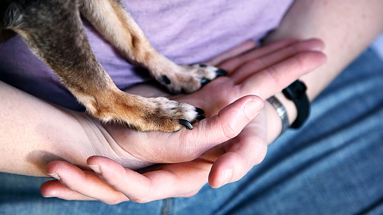 Sede aumentada, isolamento, mau hálito: nove sinais precoces de doença em cães e gatos, o prazo para ir ao veterinário…