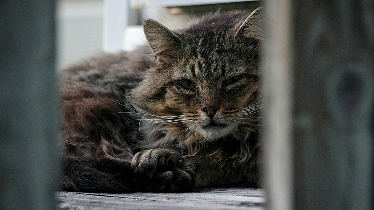 Descubra como modificar a casa e a rotina para gatos idosos que perderam a visão. Dicas práticas de segurança…