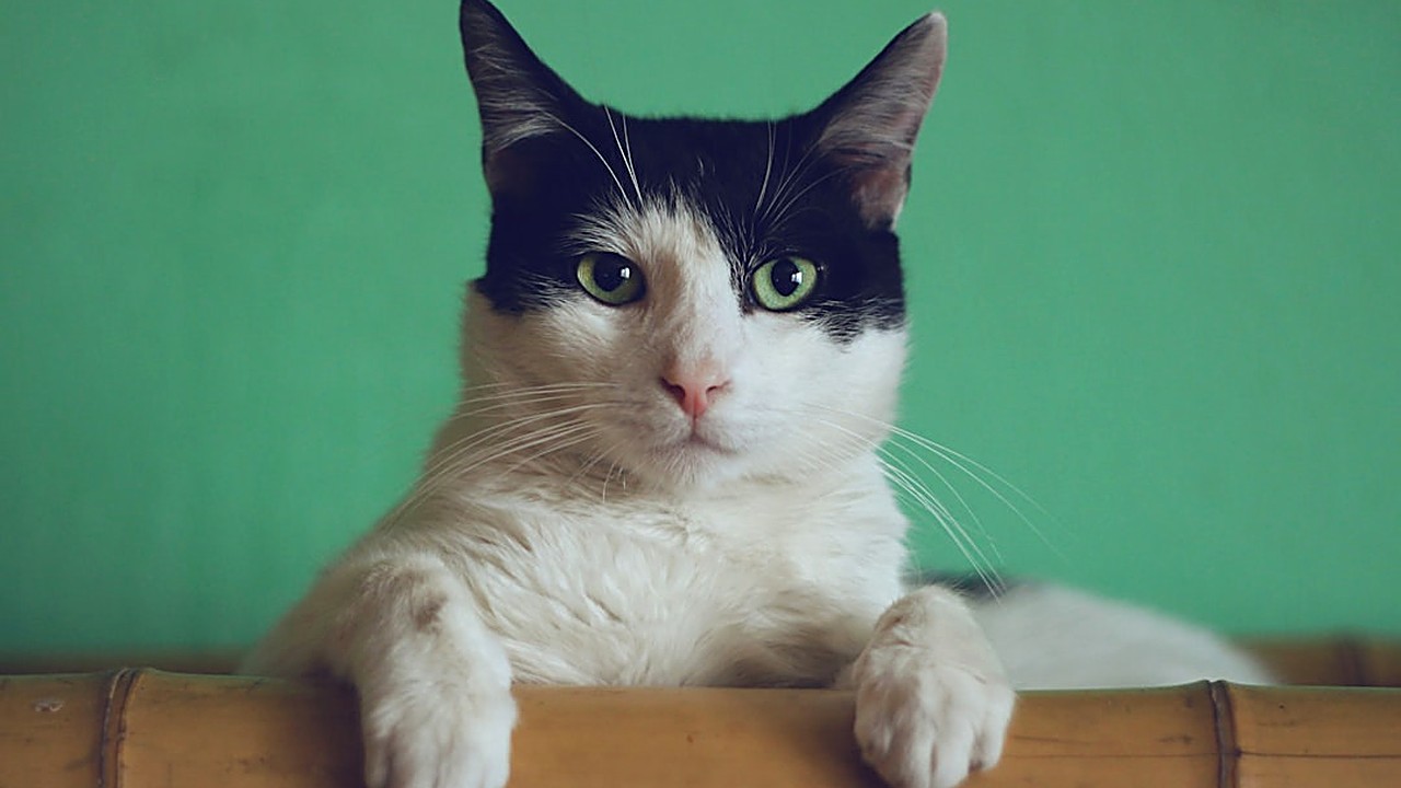 Aprenda a tornar a caixa de areia acessível para gatos senescentes com dificuldade de locomoção. Dicas práticas…