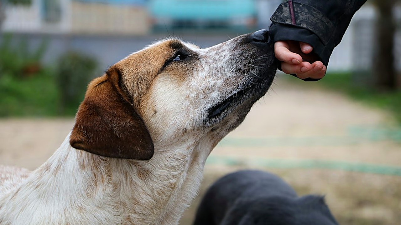 Aprenda a ensinar senta, fica, vem e junto ao seu cão de grande porte, acabar com o puxão na guia e o pulo nas visitas…