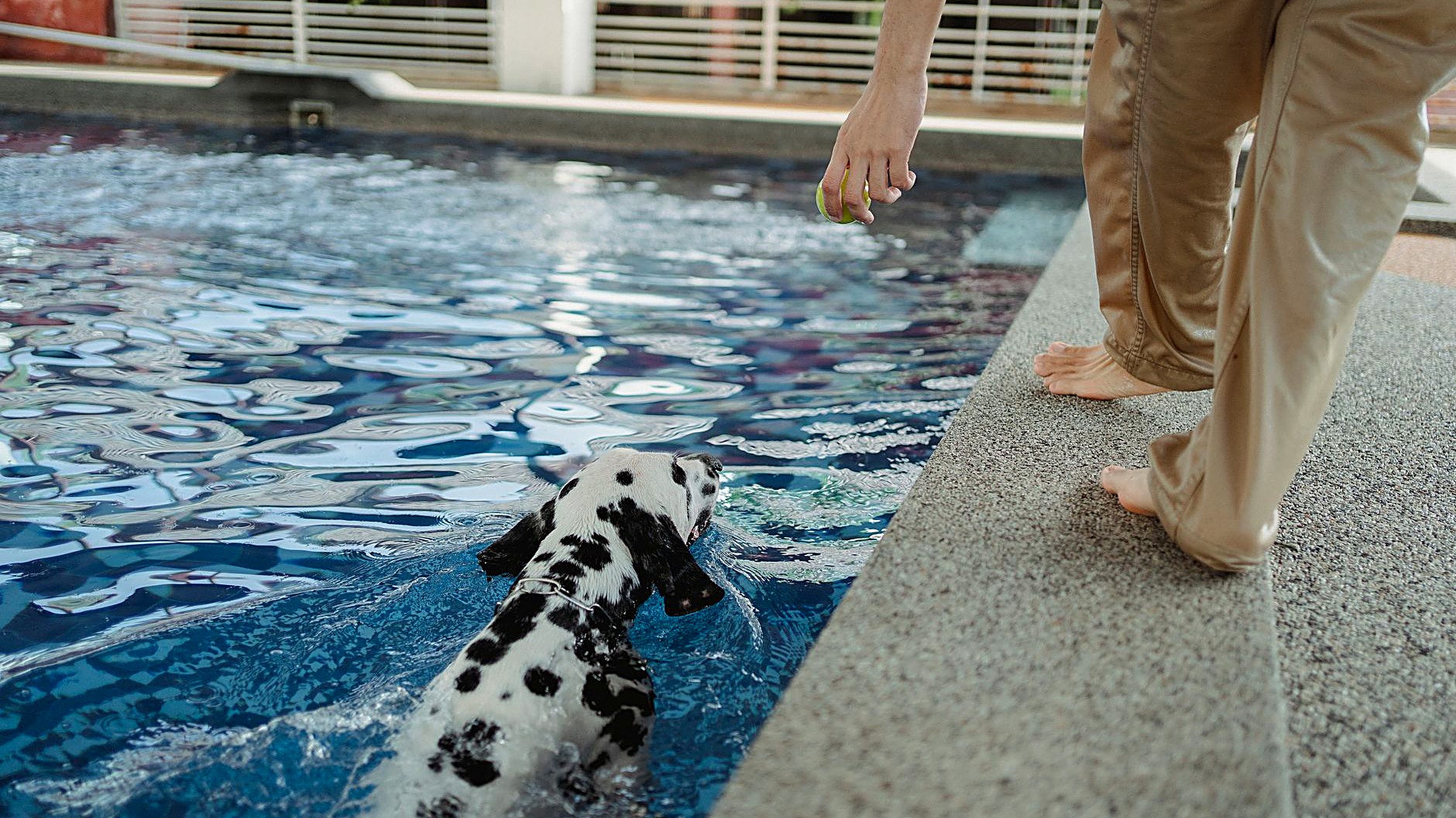Cão de grande porte com displasia aprende normalmente, se o treino poupar o quadril. Veja 7 ajustes: deita em vez…