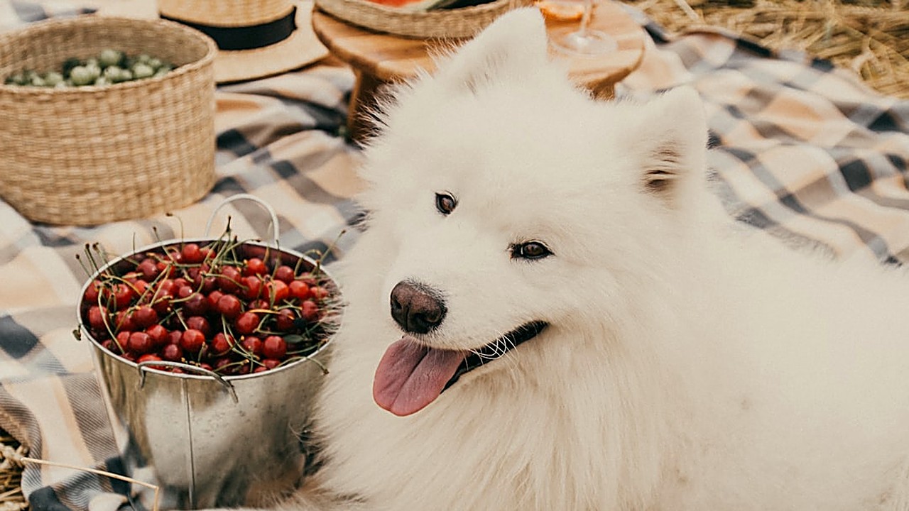 Descubra como montar uma dieta natural para cães alérgicos, com opções, receitas caseiras e cuidados essenciais…