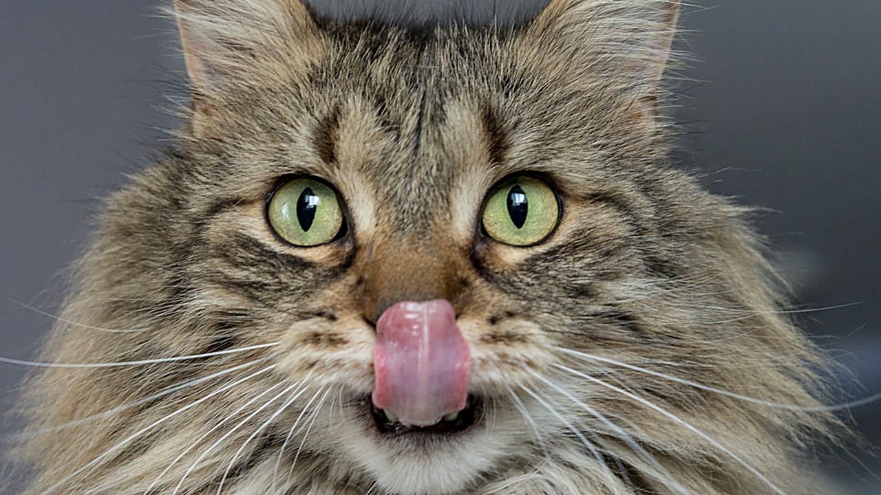 Saiba como a alimentação natural pode reduzir a queda excessiva de pelos em gatos. Dicas práticas e seguras…