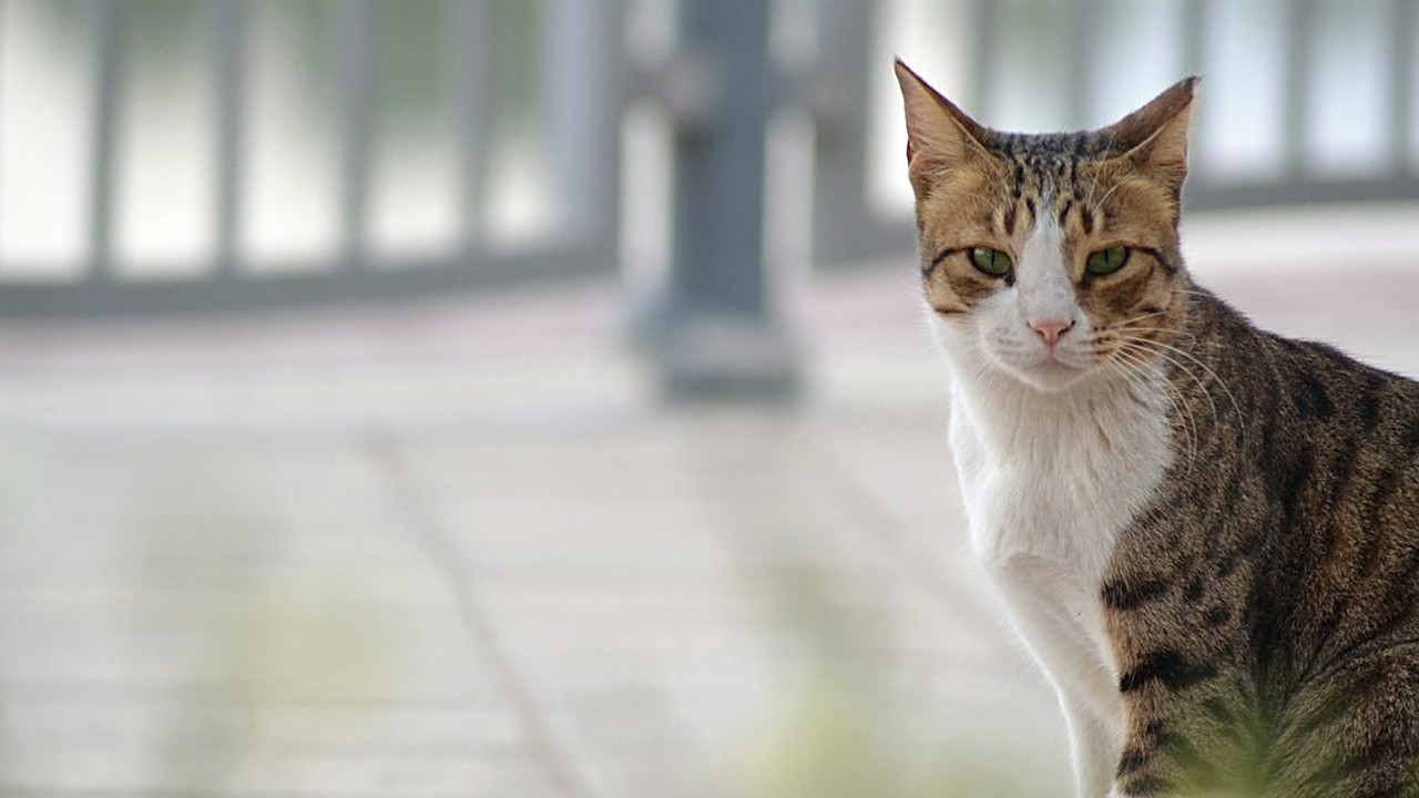 Descubra sinais de deficiência nutricional na dieta caseira do seu pet. Aprenda a identificar problemas e saiba quando…