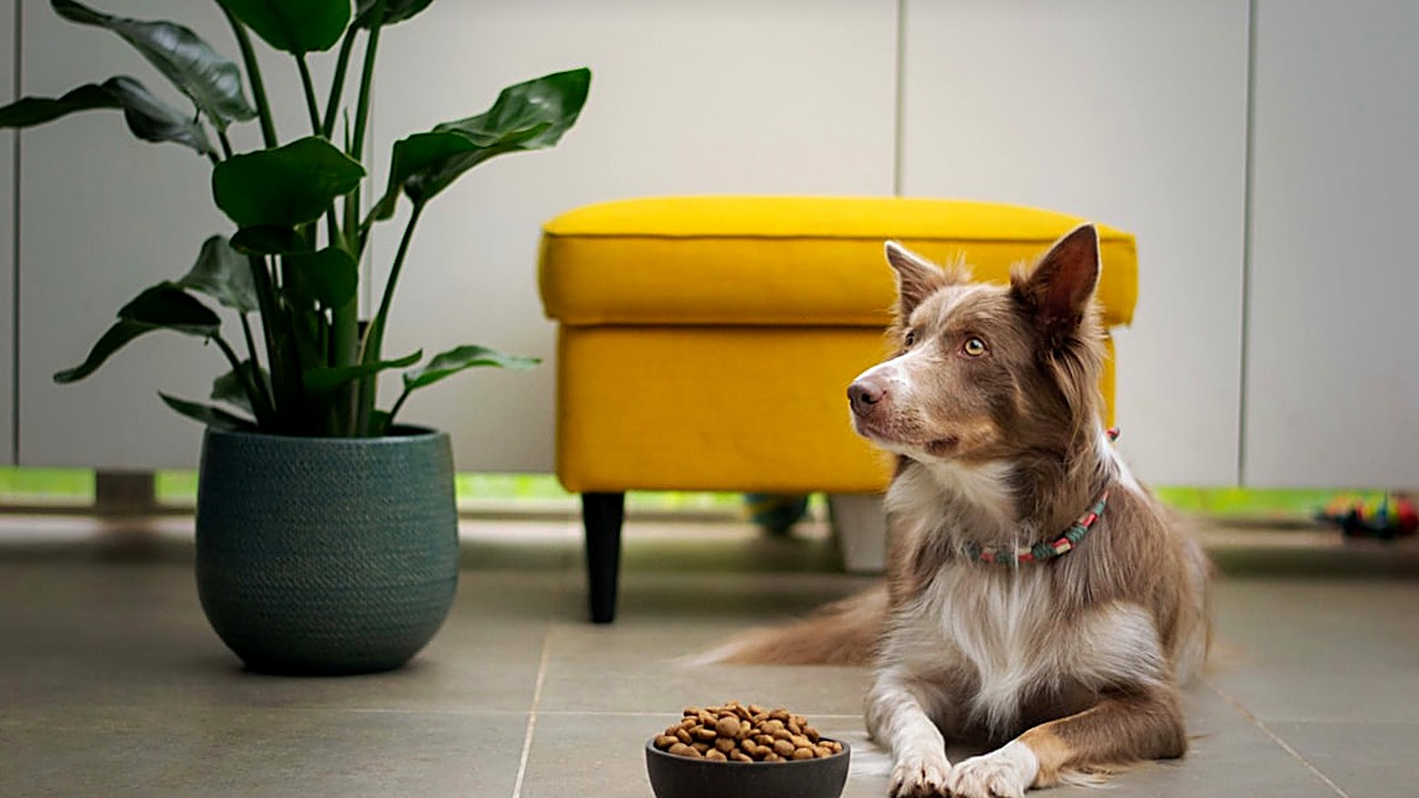 Descubra quais alimentos humanos podem ser oferecidos ao seu cão sem risco. Guia prático com frutas, vegetais…