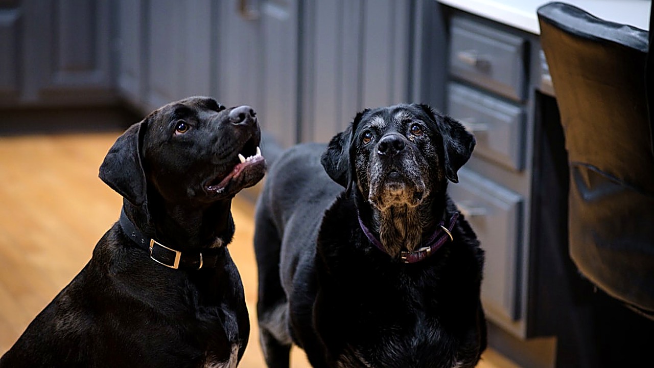Descubra quais alimentos são tóxicos para cães, os riscos associados e como proteger seu pet. Guia completo e prático…