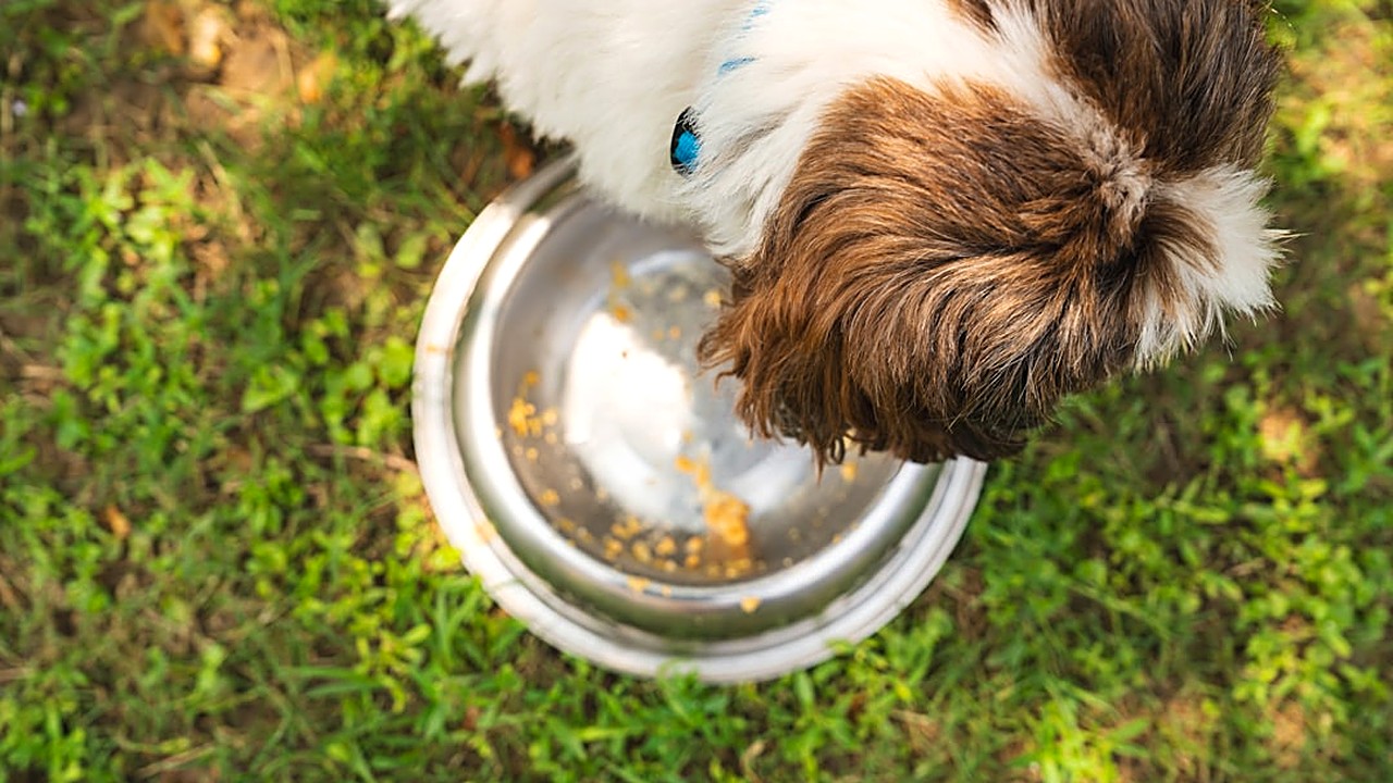 Descubra quais alimentos são seguros para cães com sensibilidade digestiva, como montar uma dieta equilibrada…