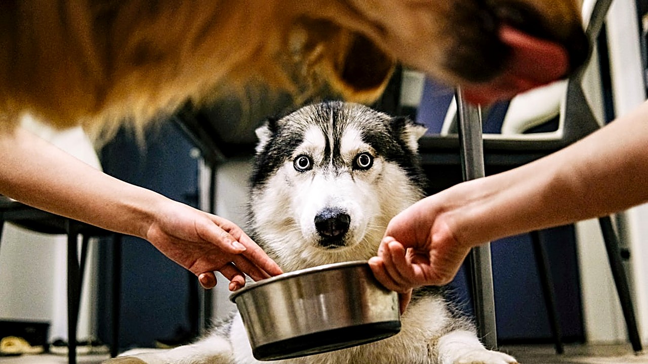 Descubra os alimentos que podem ser perigosos para seu cão, como identificar sinais de intoxicação e estratégias…