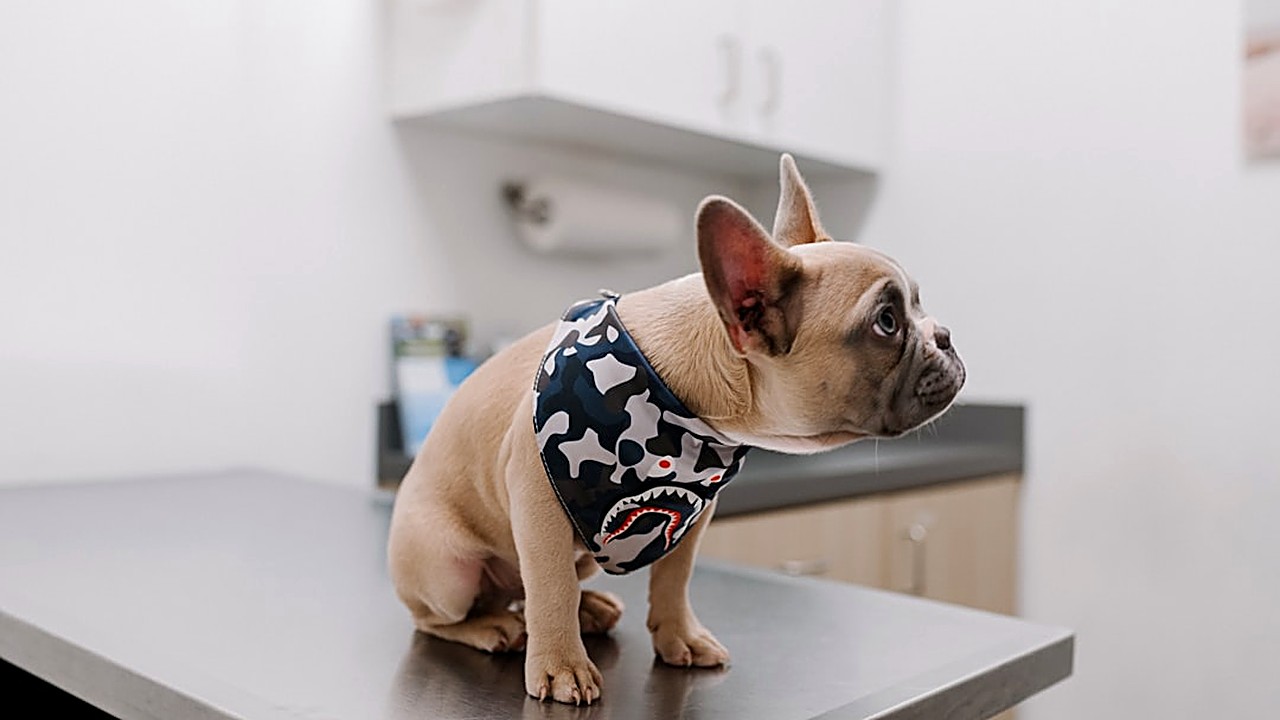 Aprenda técnicas práticas para diminuir a ansiedade do seu cão em consultas veterinárias. Métodos testados por tutores…