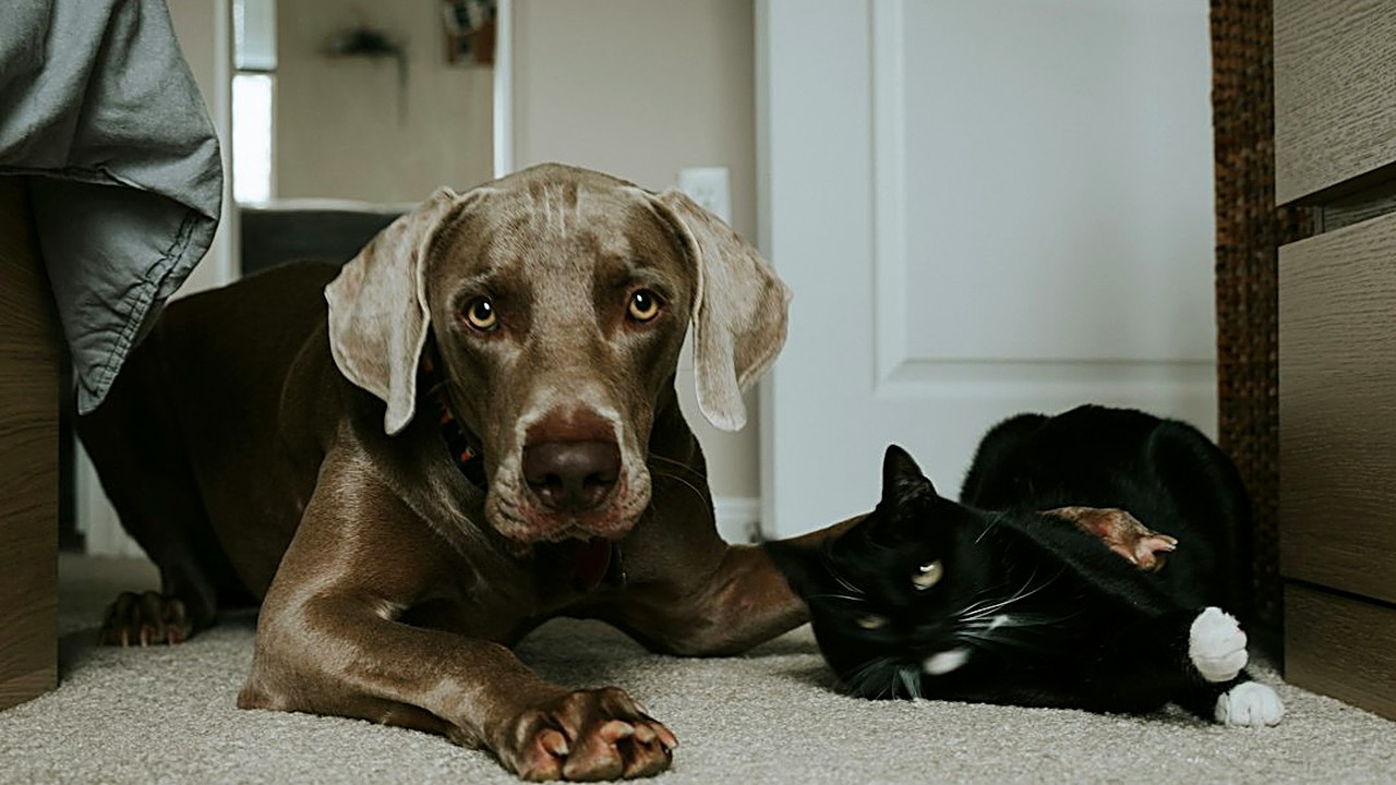Seu pet chora, destrói ou se esconde? Veja os sinais de ansiedade em cães e gatos e um plano de 7 passos, com treino…