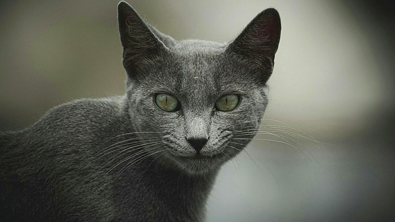Seu pet late, mia, destrói coisas ou se lambe sem parar? Veja os sinais de ansiedade em cães e gatos, o que piora…