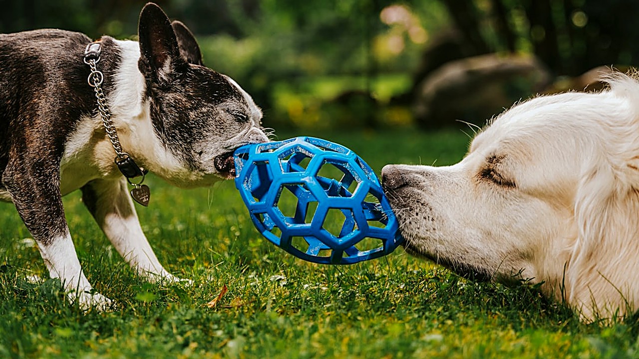 Aprenda a escolher brinquedos seguros para cães de grande porte e evite gastos desnecessários com destruição. Guia…