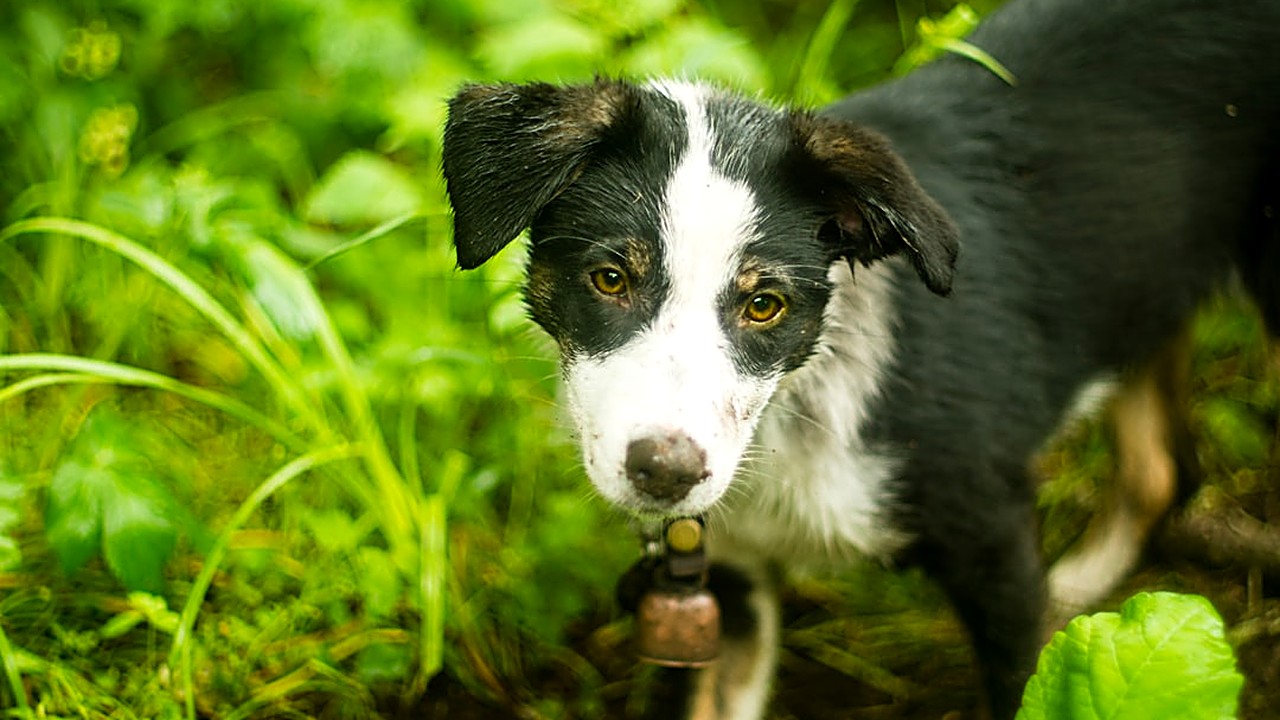 Aprenda a lidar com cães que destroem jardins pequenos sem brigas. Soluções práticas, treinamentos e alternativas…