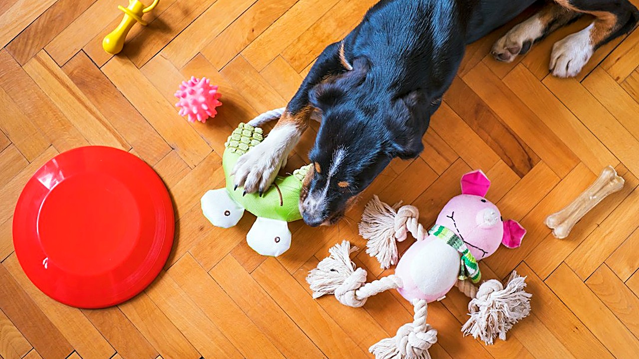 Seu cachorro destrói coisas, late ou cava quando fica sozinho? Veja os 9 sinais de tédio, como diferenciar de ansiedade…