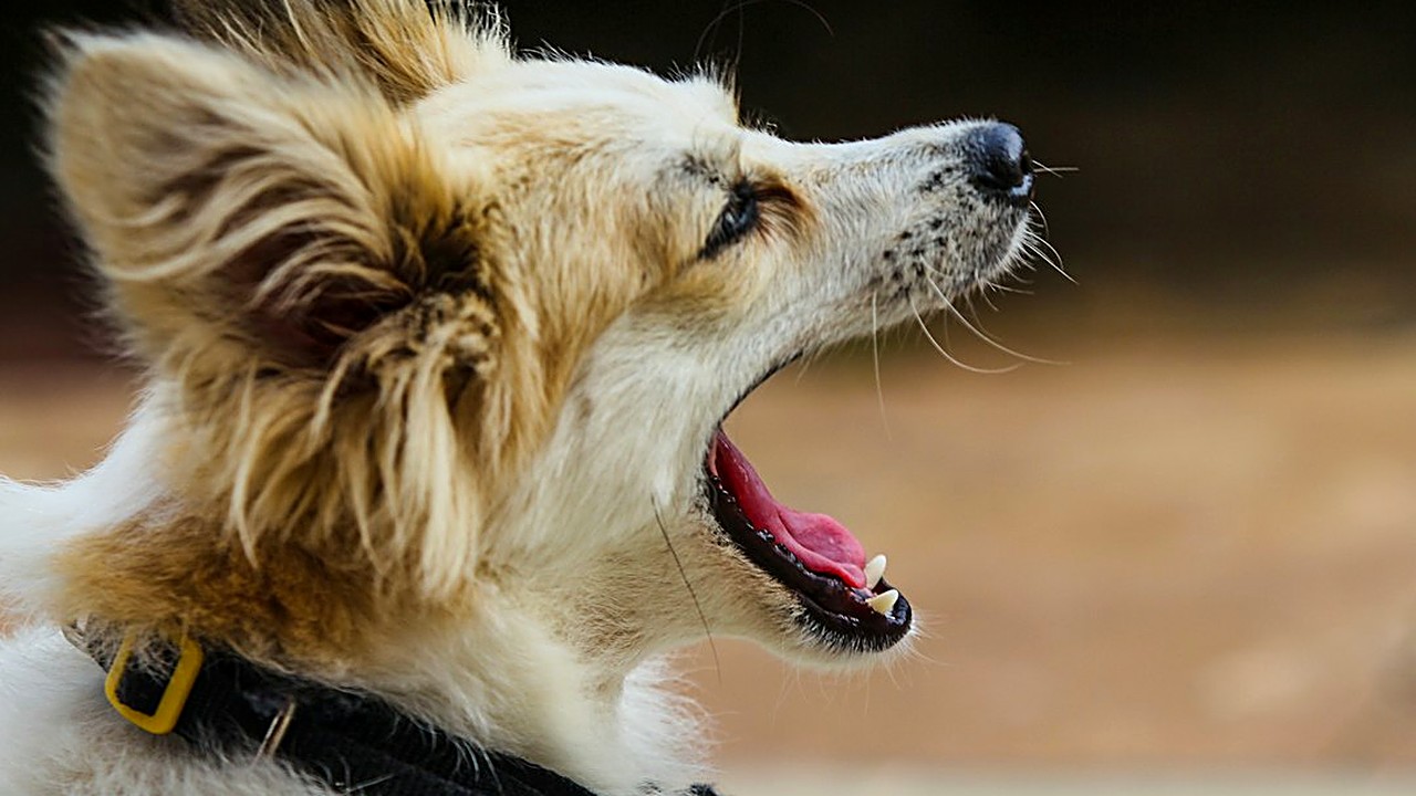 Lambe o focinho, boceja, se esconde, não come? Veja 12 sinais de estresse no cão após mudar de casa, como ajudar…