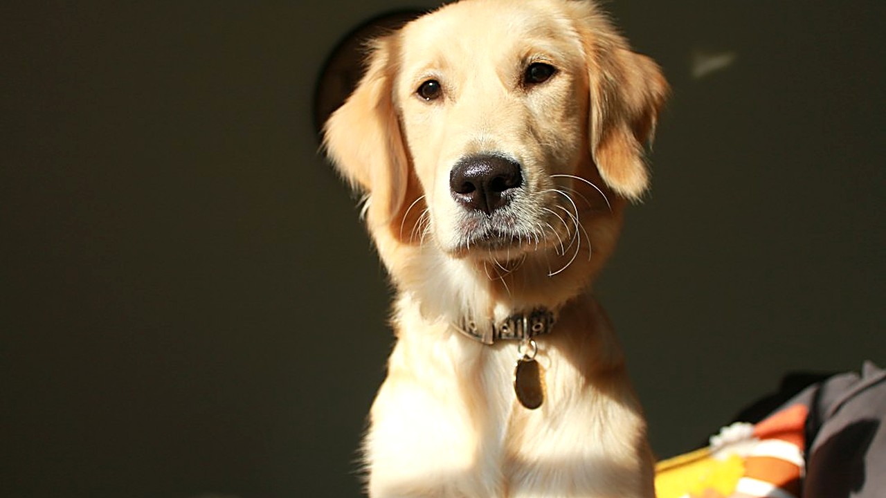 Seu cão grande pula em quem chega? Veja por que ele faz isso, o erro que piora tudo e um plano de 4 semanas com passos…