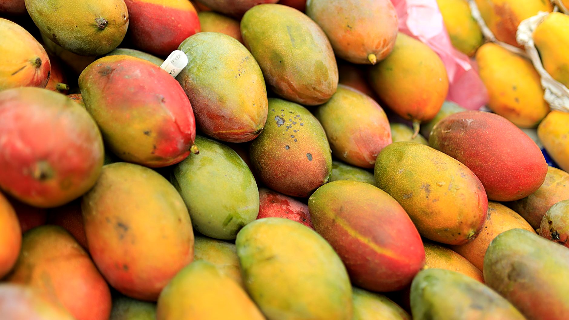 Descubra se seu cão pode comer manga, qual a quantidade segura e os riscos do caroço. Guia prático de alimentação…