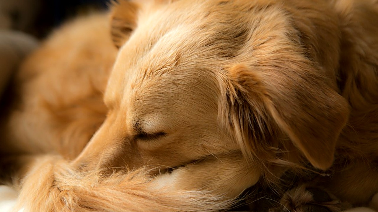 Seu cachorro destrói almofadas quando fica sozinho? Veja se é tédio ou ansiedade, os 6 passos para mudar o hábito…