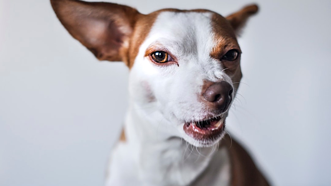 Descubra como identificar e reduzir a ansiedade do seu cão em ambientes com outros animais. Métodos testados…