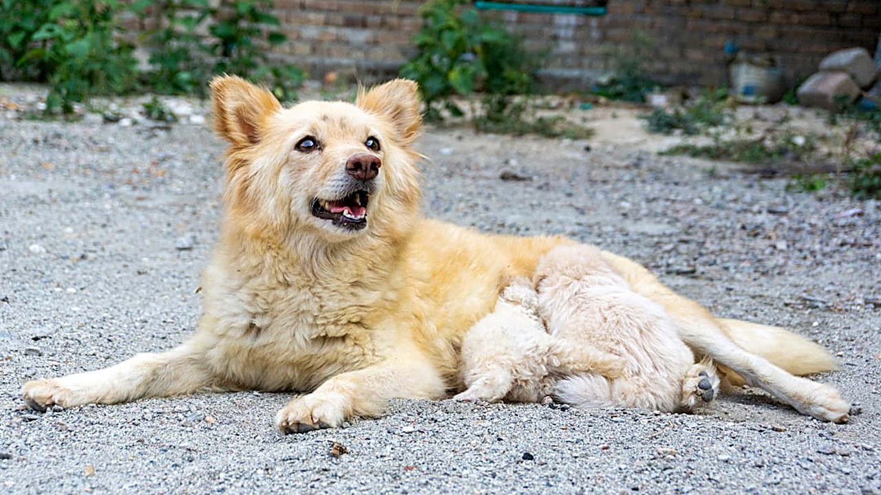Aprenda a criar um calendário de vacinação anual para cães adultos, com dicas práticas, ajustes por risco e rotina…