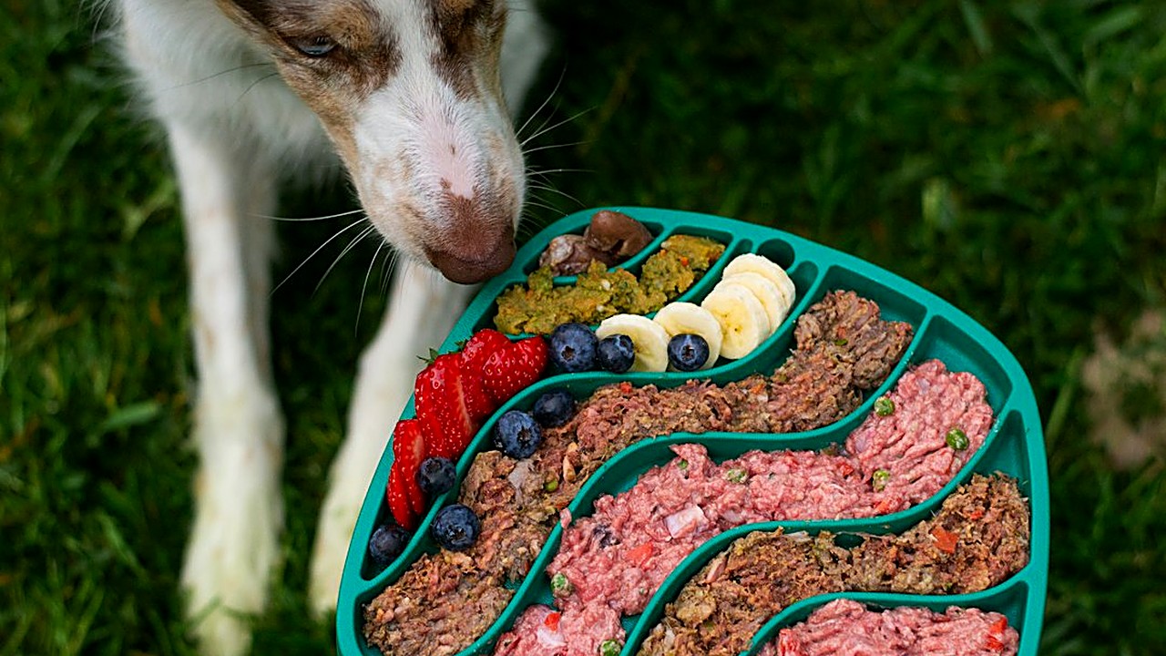Seu cão tem alergia a carne de boi? Veja quais rações servem, os nomes escondidos no rótulo e os petiscos que estragam…