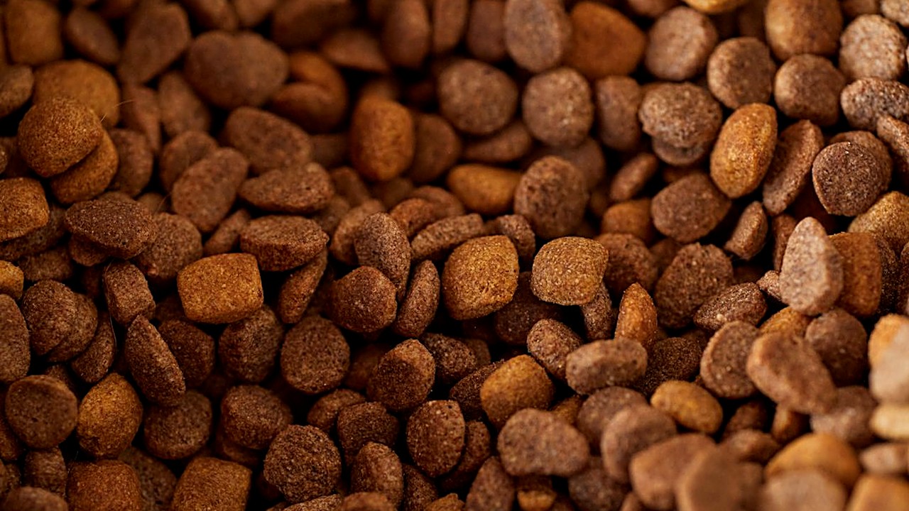 Aprenda a ler o rótulo da ração para cão com alergia: onde os grãos se escondem, o que é proteína única…