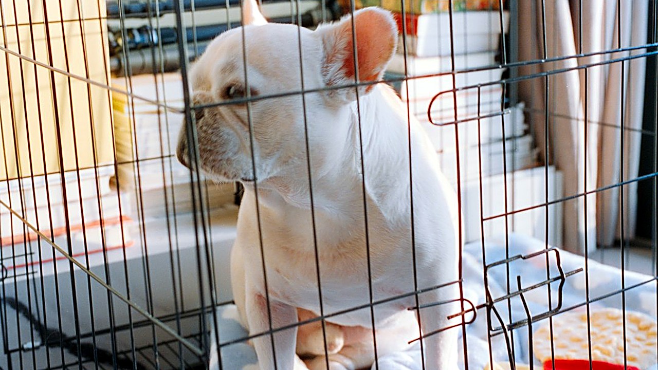 Passo a passo para preparar o cão para os fogos: esconderijo, passeio mais cedo, som ambiente e o que nunca fazer. Veja…