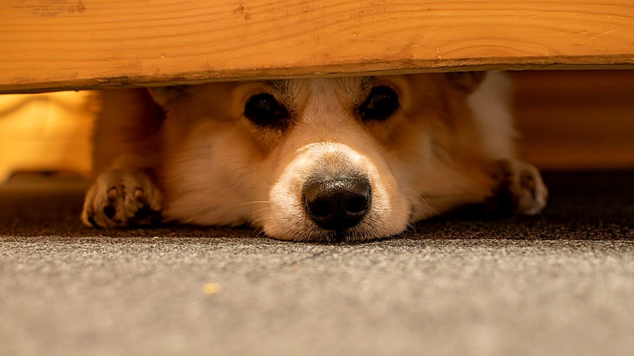 Seu cão treme ou esconde quando há trovoada? Veja 7 sinais específicos de medo, entenda a causa e aprenda como ajudar…