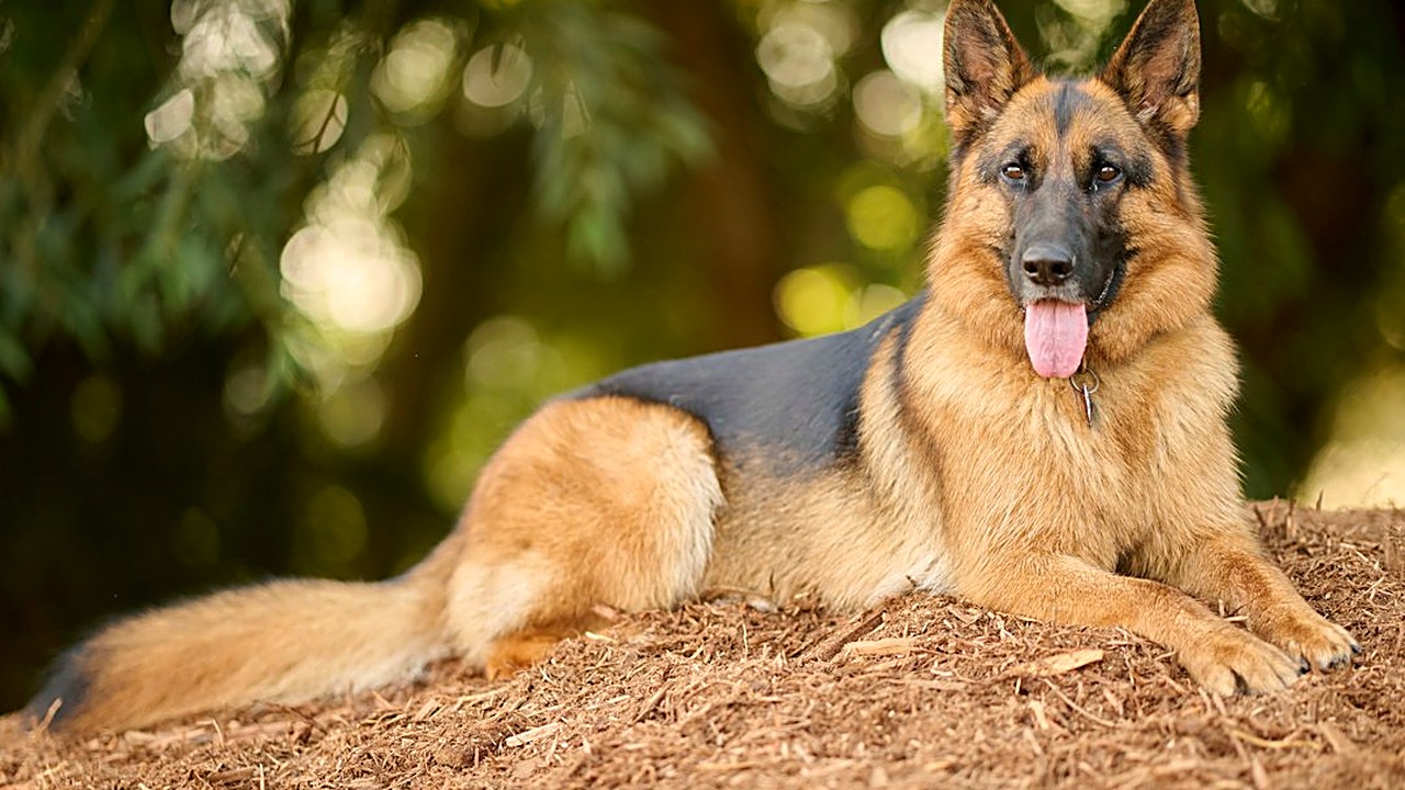 Seu cão é grande e a casa tem criança? Veja como apresentar os dois, quais regras ensinar a cada um e os sinais…