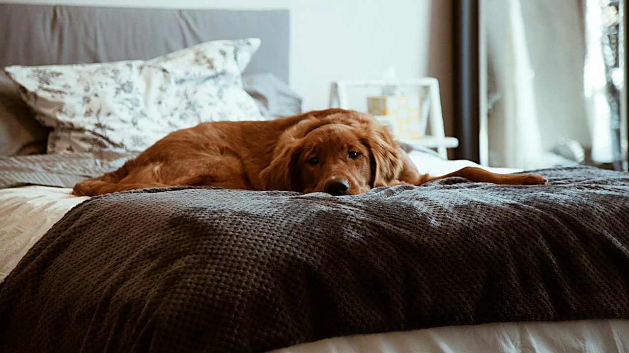 Os 6 comandos que resolvem a convivência com cão de grande porte em casa pequena, o passo a passo do 'lugar' e como…