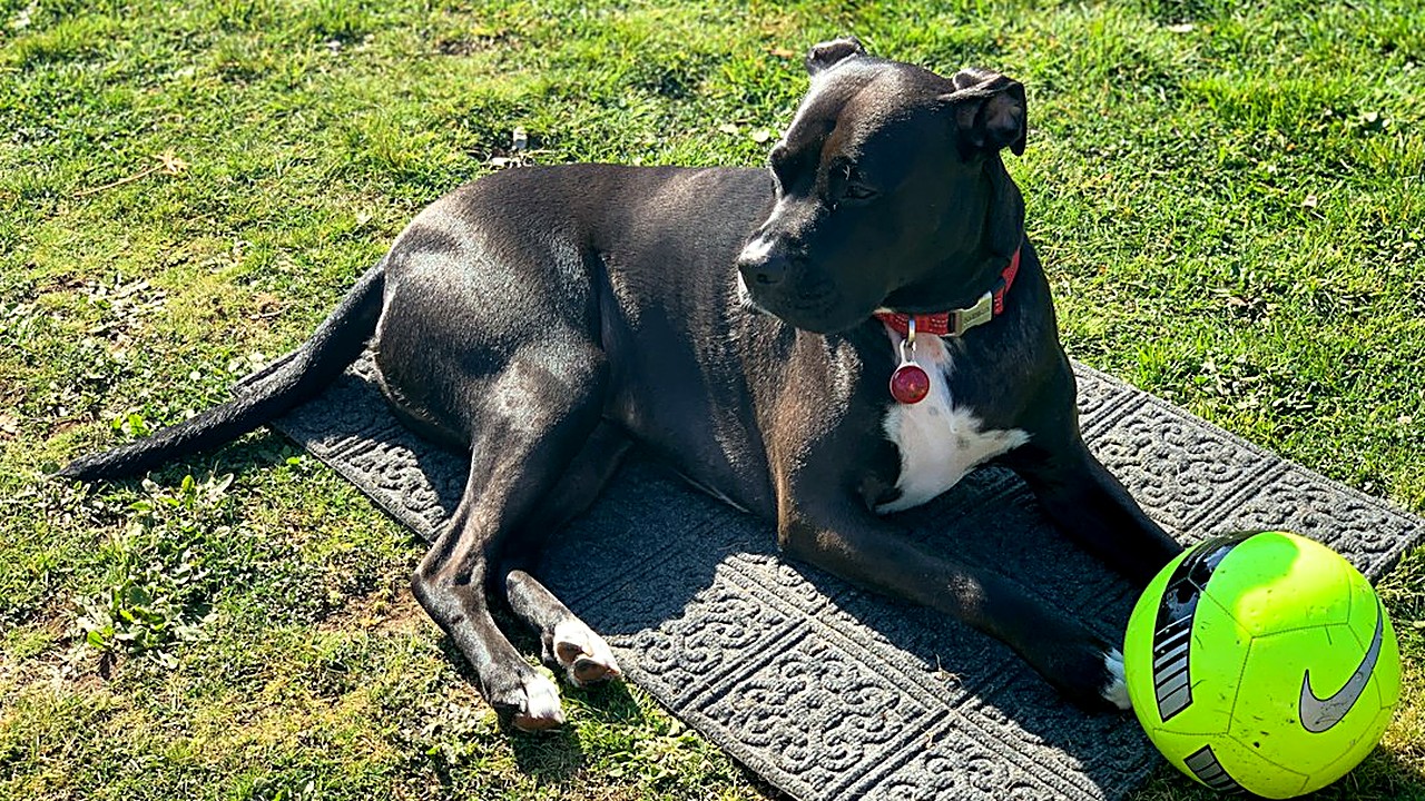 Ensine seu cão de grande porte a deitar em sessões de 5 minutos: o gesto certo, o truque do túnel e os sinais de dor…