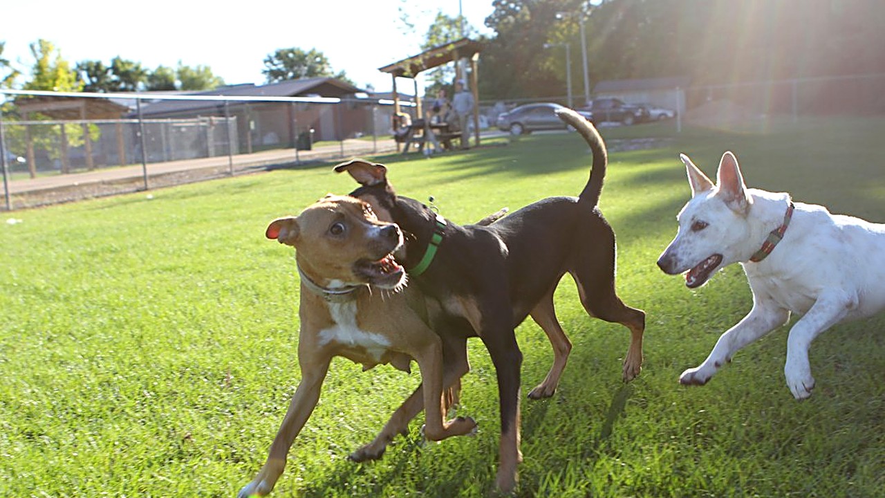 Seu cão grande vai ao parque? Veja 5 regras para socializar com segurança: vacina, horário, guia longa, linguagem…