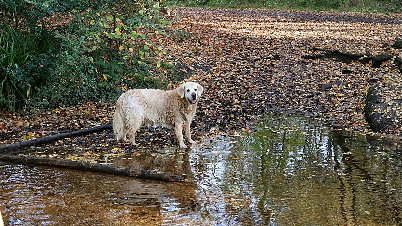 Passo a passo com guia curta, comando "deixa" e petisco certo para seu cão grande parar de pular em poça,…