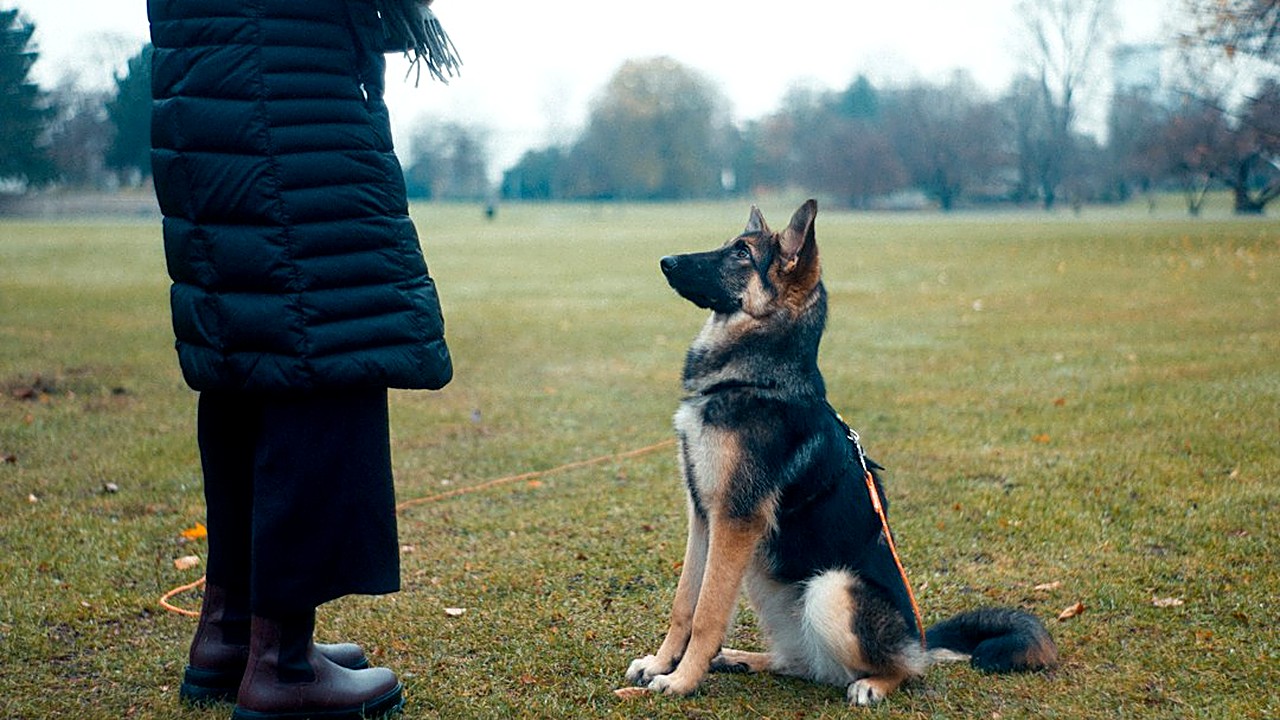 Passo a passo para ensinar senta, deita, fica e vem ao cachorro idoso com reforço positivo, sessões curtas e adaptações…