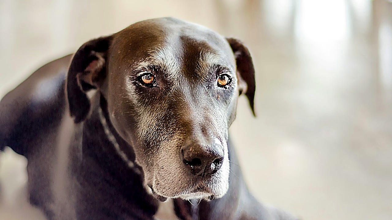 Seu cão envelheceu e parou de ouvir? Veja como ensinar senta, fica e vem com sinais de mão, toque e luz, em sessões…