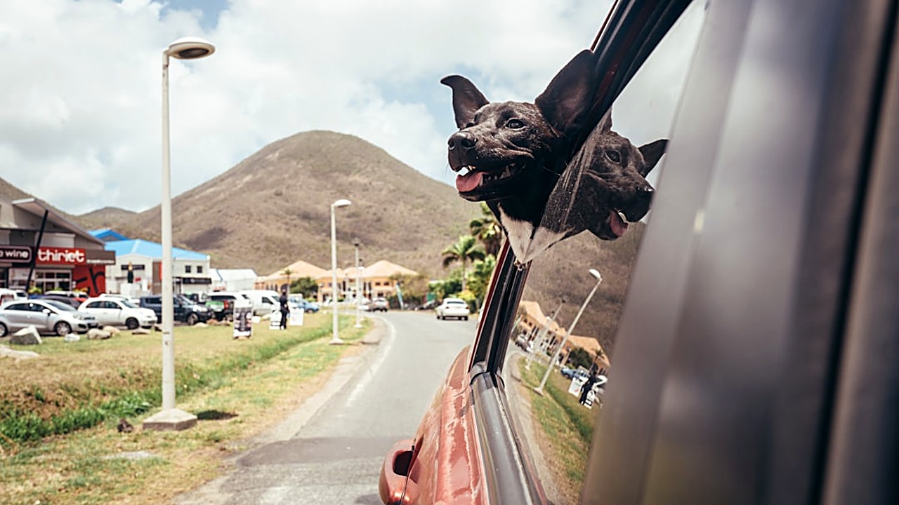 Seu cão late para o espelho ou janela? Entenda por que isso acontece, se é normal e aprenda estratégias práticas…