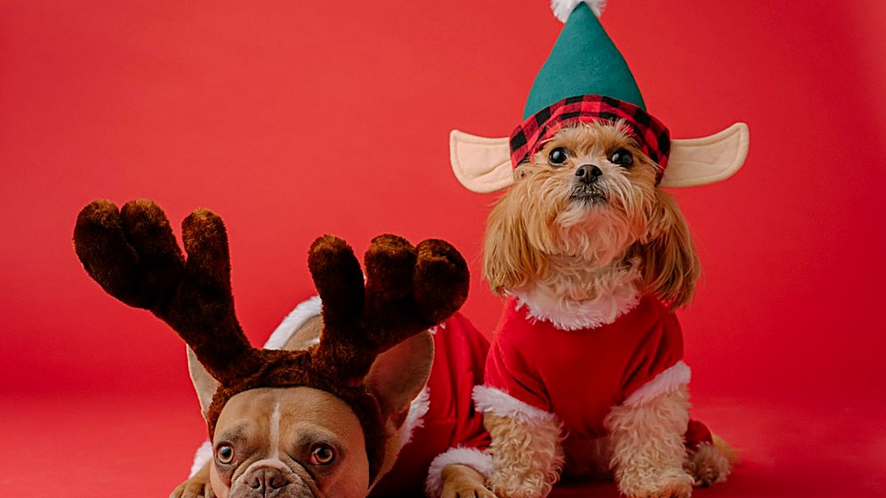 Peru sem tempero pode; uva-passa, chocolate e osso cozido não. Veja a lista da ceia para cães, a porção por porte…