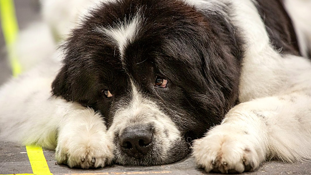 Ensine seu cão grande a deitar sem petisco: guia, elogio no segundo certo e brincadeira como prêmio. Passo a passo de 4…