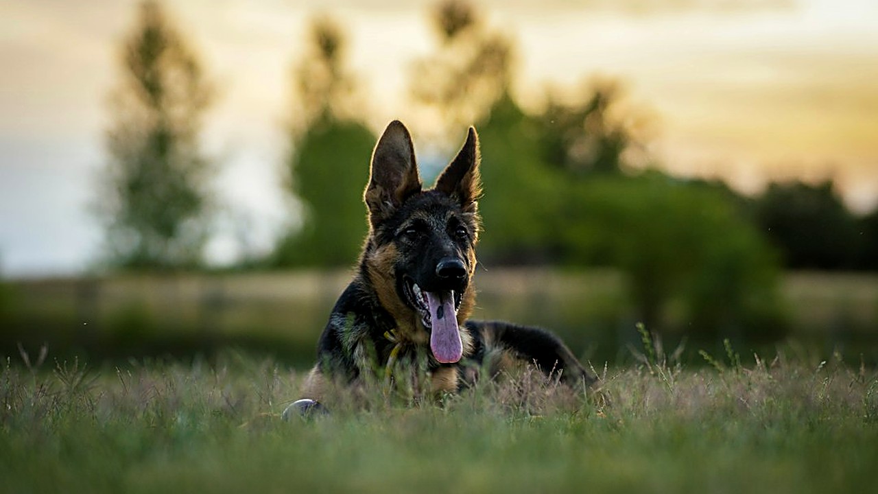Ensine o comando fica ao seu cão de grande porte com treinos de 5 minutos: tempo, distância e distração, etapa…