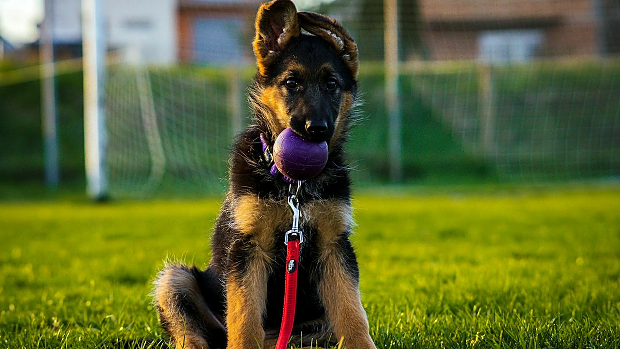 Ensine seu cão de grande porte a soltar brinquedo, osso ou objeto na hora, sem puxar, sem gritar e sem risco…