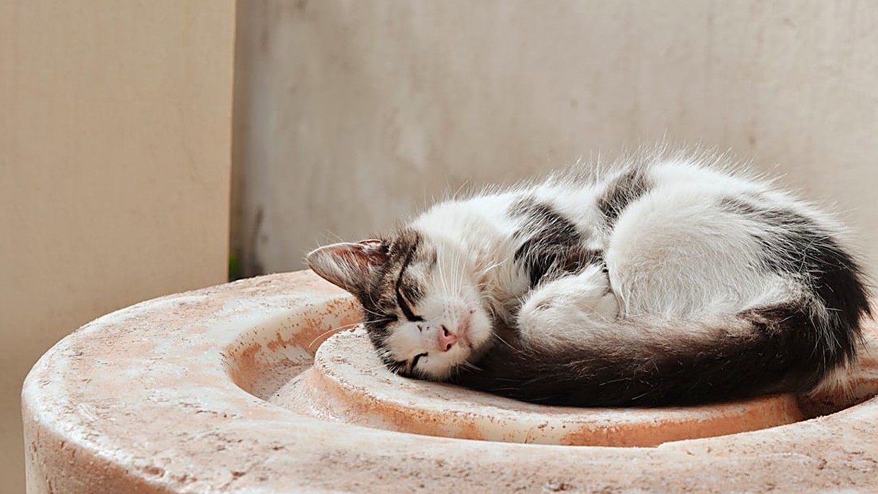 Aprenda técnicas práticas para ajudar seu gato filhote a dormir sozinho à noite sem chorar. Guia completo com dicas…