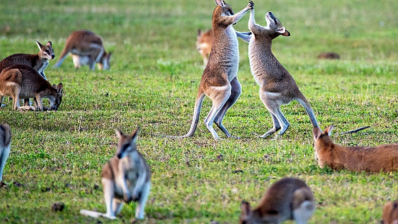 Descubra estratégias práticas para reduzir o medo de barulhos altos em gatos adultos, com dicas de dessensibilização…