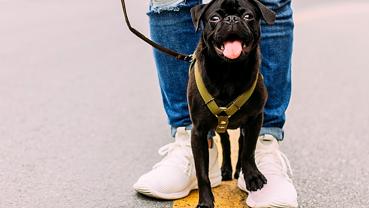 Aprenda técnicas práticas e gentis para ensinar seu cachorro a caminhar sem puxar a coleira. Métodos testados…
