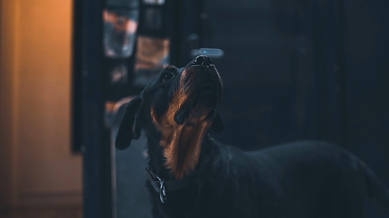 Aprenda passo a passo a treinar seu cão para manter a calma quando a campainha tocar, usando técnicas…