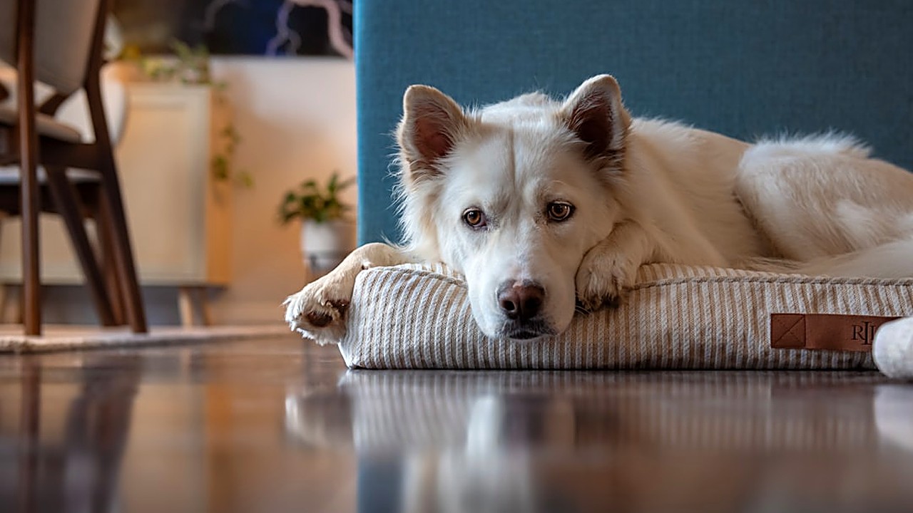 Aprenda técnicas práticas para ensinar seu cachorro a ficar sozinho sem ansiedade ou destruição. Métodos testados…