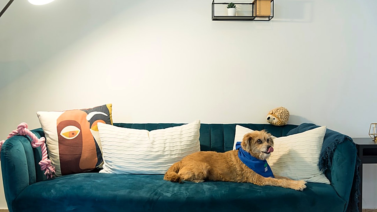 Método passo a passo para ensinar seu cachorro a não pular no sofá sem gritos. Dicas testadas e humanizadas por tutor…